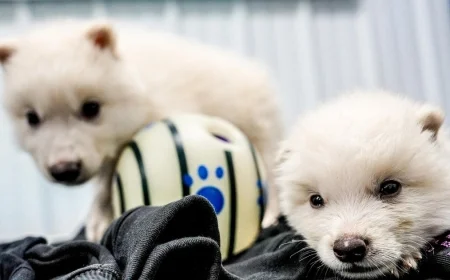 Dire wolf pups born 12,500 years after extinction, company says