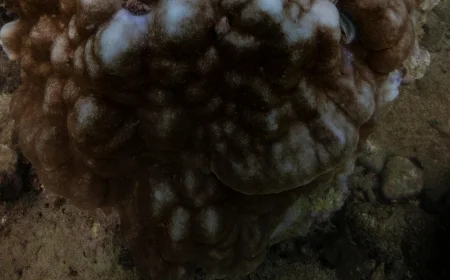 Global coral bleaching has now hit 84% of ocean's reefs in biggest-ever event