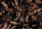 Cicada maps show where the insects will emerge in the U.S. this spring