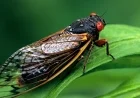 A massive brood of cicadas will soon emerge. Here's what to know.