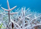 Coral reef bleaching hits 84% worldwide, worst on record, surveys show