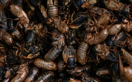 Cicada maps show where the insects will emerge in the U.S. this spring