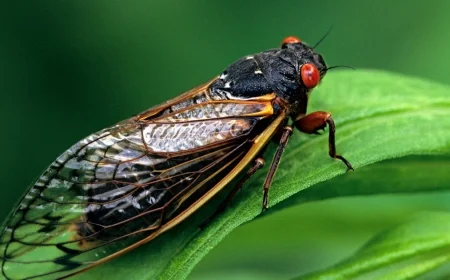 A massive brood of cicadas will soon emerge. Here's what to know.
