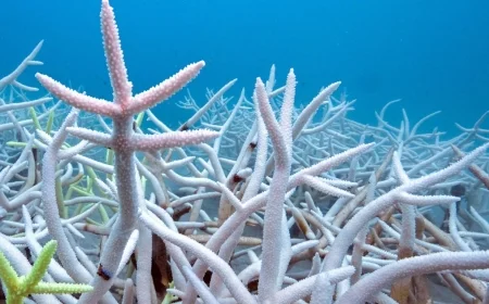 Coral reef bleaching hits 84% worldwide, worst on record, surveys show