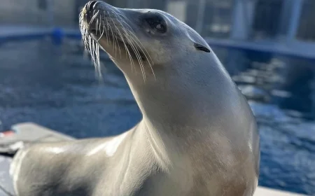 Scientists once thought only humans could bob to music. Ronan the sea lion helped prove them wrong