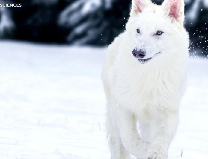 How scientists say they revived dire wolves from extinction