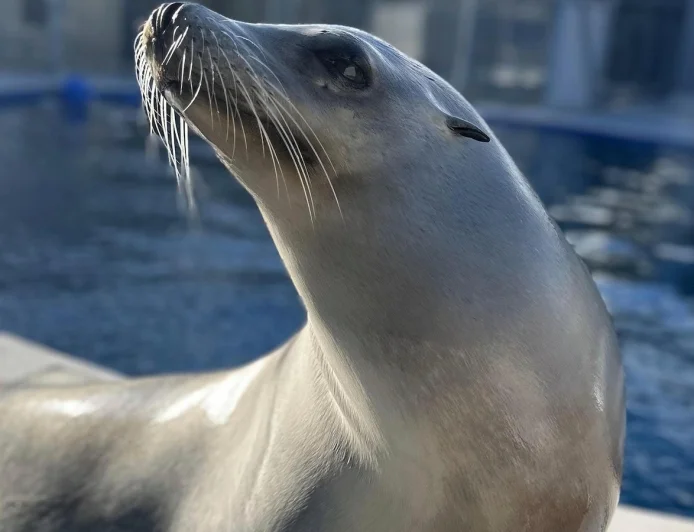 Scientists once thought only humans could bob to music. Ronan the sea lion helped prove them wrong