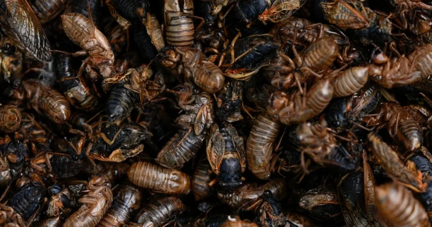 Cicada maps show where the insects will emerge in the U.S. this spring