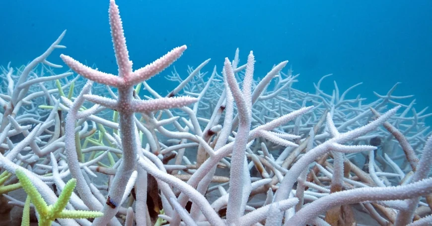 Coral reef bleaching hits 84% worldwide, worst on record, surveys show